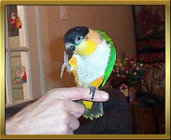 Mango